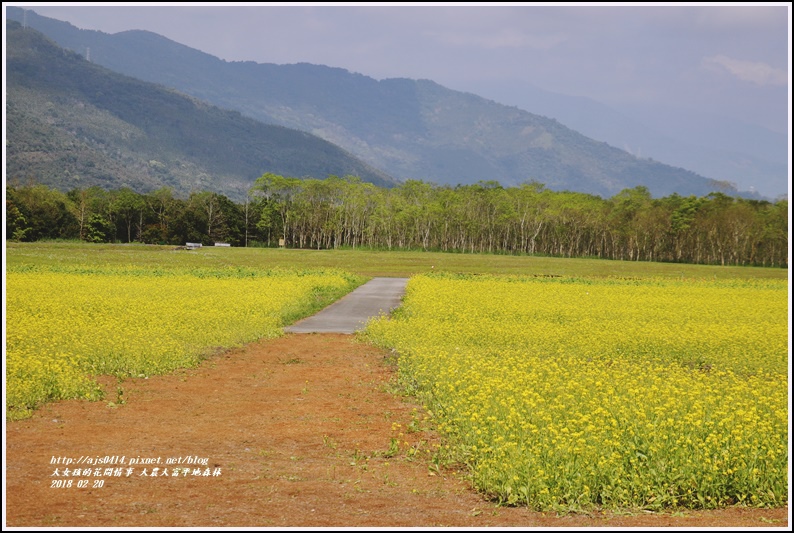 大農大富平地森林油菜花-2018-02-16.jpg