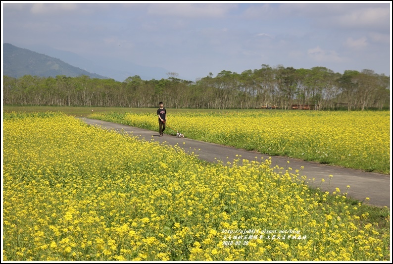 大農大富平地森林油菜花-2018-02-21.jpg