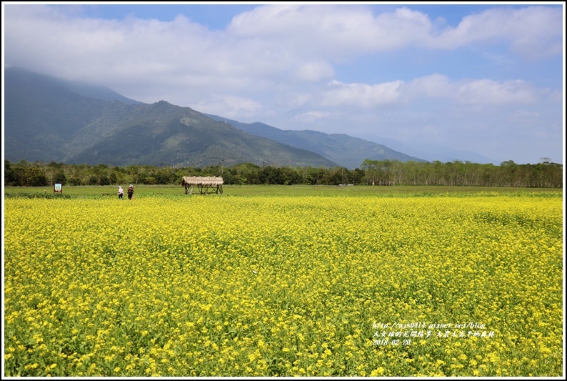 大農大富平地森林油菜花-2018-02-23.jpg