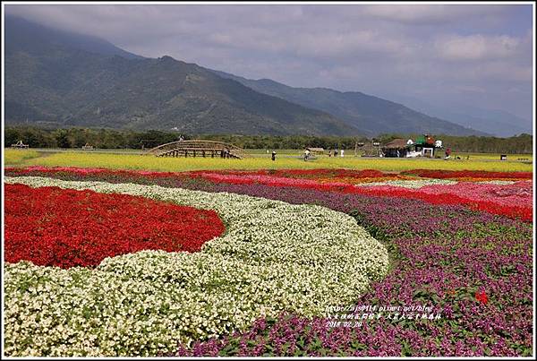 大農大富平地森林油菜花-2018-02-44.jpg