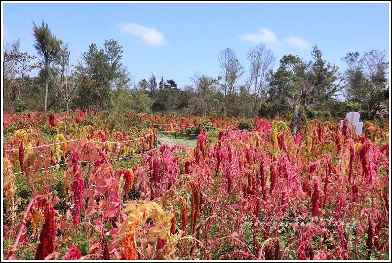 台東紅藜(台東森林公園)-2018-02-07.jpg