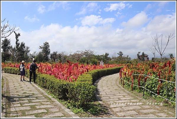 台東紅藜(台東森林公園)-2018-02-12.jpg