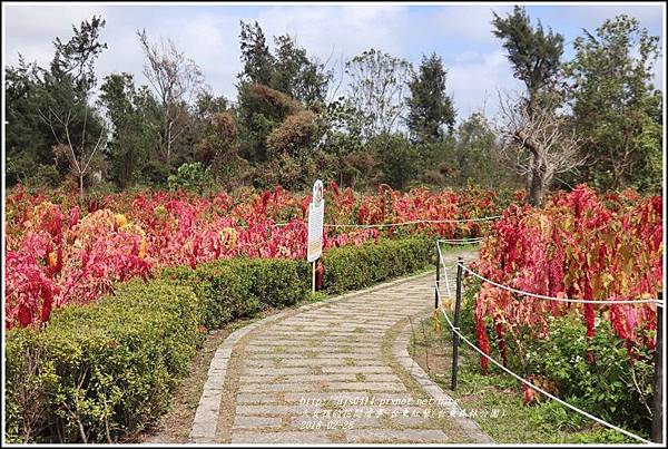 台東紅藜(台東森林公園)-2018-02-17.jpg