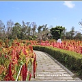 台東紅藜(台東森林公園)-2018-02-20.jpg