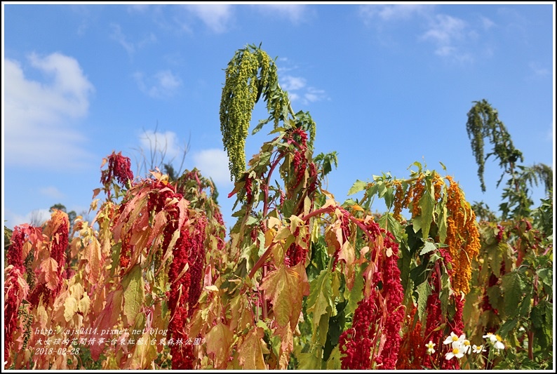 台東紅藜(台東森林公園)-2018-02-26.jpg