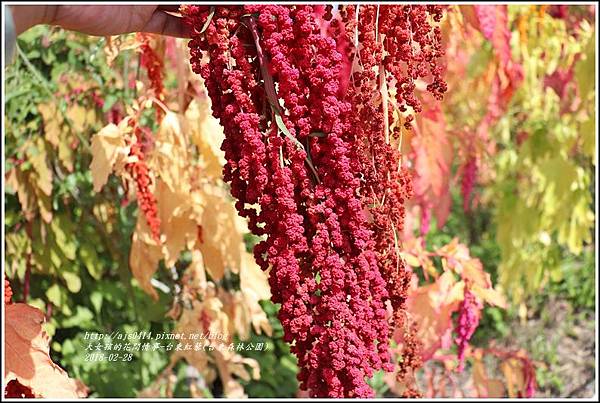 台東紅藜(台東森林公園)-2018-02-29.jpg