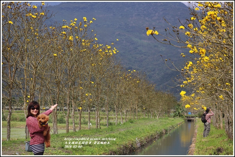 黃花風鈴木(富源國中旁水圳)-2018-03-03.jpg