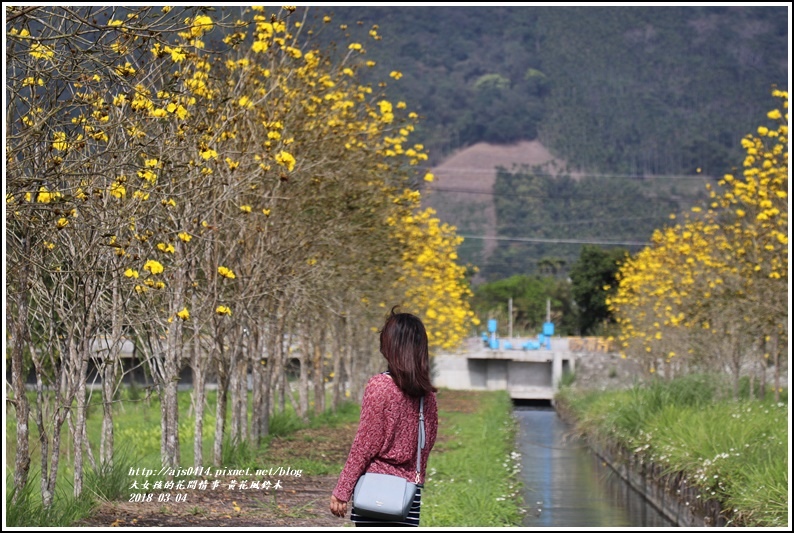 黃花風鈴木(富源國中旁水圳)-2018-03-10.jpg