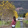 黃花風鈴木(富源國中旁水圳)-2018-03-10.jpg