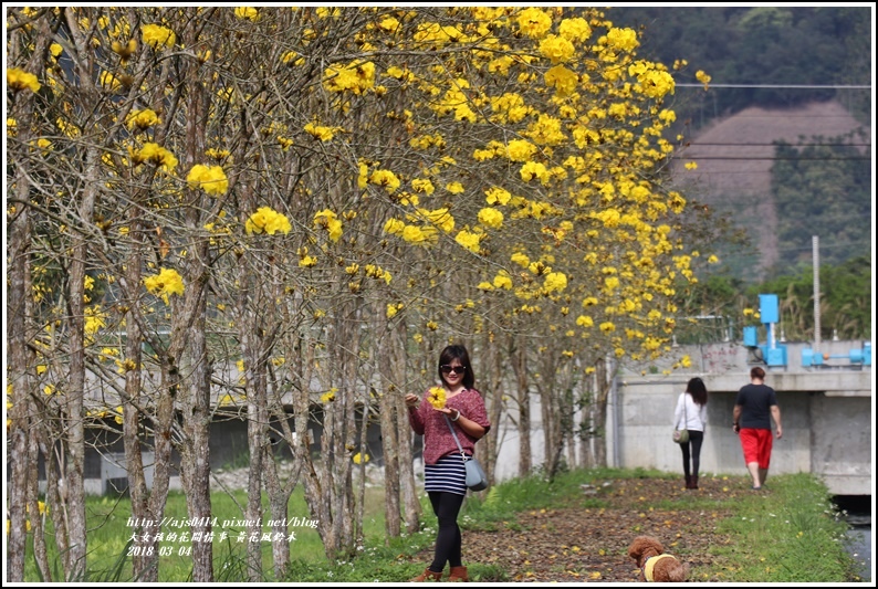 黃花風鈴木(富源國中旁水圳)-2018-03-13.jpg