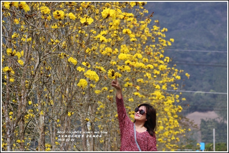 黃花風鈴木(富源國中旁水圳)-2018-03-15.jpg