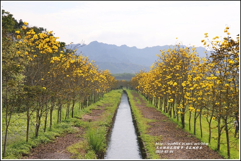 黃花風鈴木(富源國中旁水圳)-2018-03-18.jpg