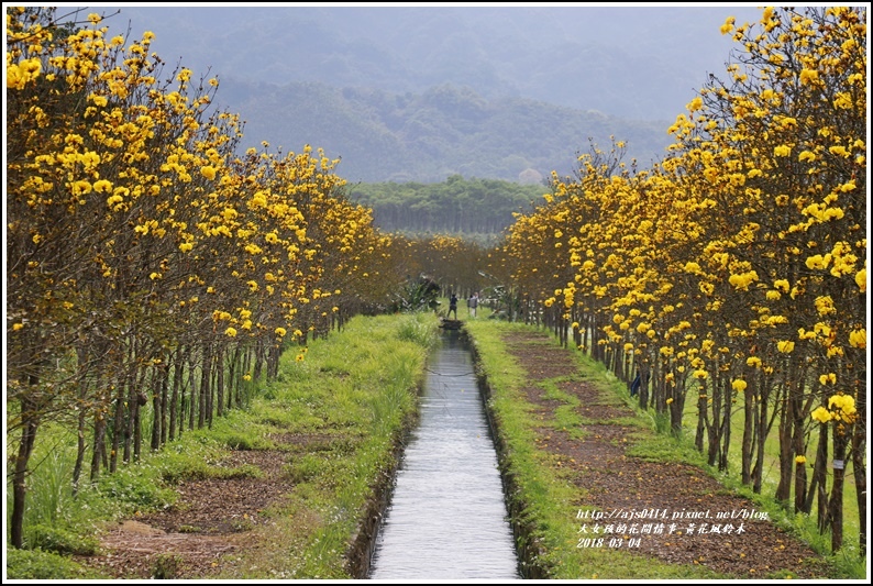 黃花風鈴木(富源國中旁水圳)-2018-03-19.jpg