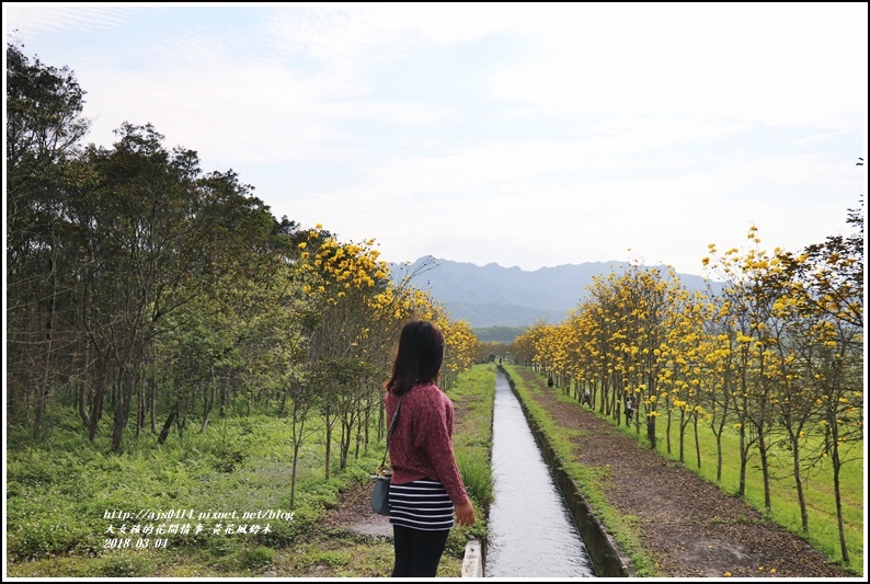 黃花風鈴木(富源國中旁水圳)-2018-03-20.jpg