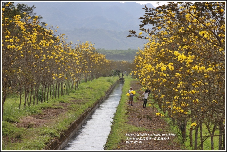 黃花風鈴木(富源國中旁水圳)-2018-03-21.jpg