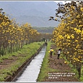 黃花風鈴木(富源國中旁水圳)-2018-03-21.jpg