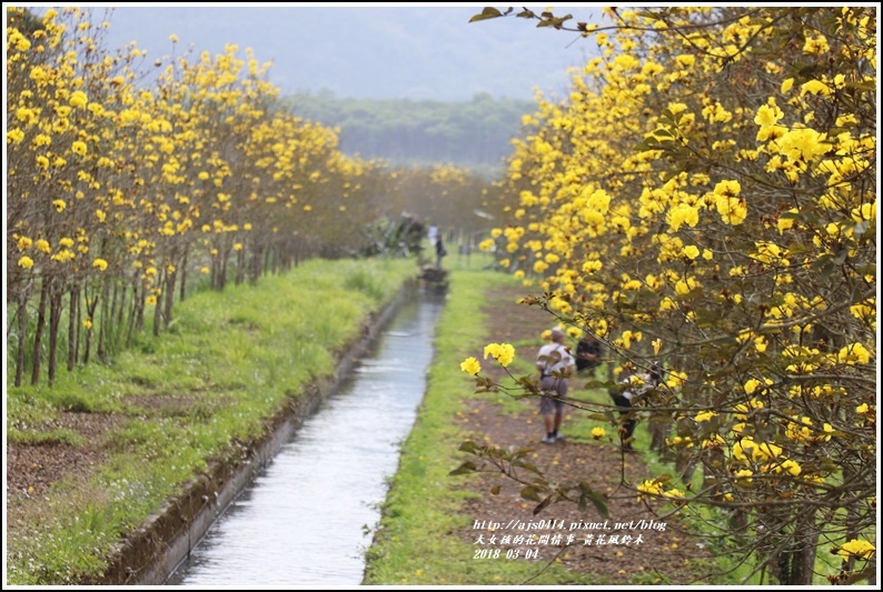 黃花風鈴木(富源國中旁水圳)-2018-03-22.jpg