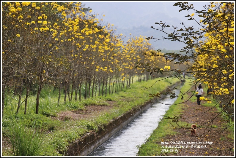 黃花風鈴木(富源國中旁水圳)-2018-03-23.jpg