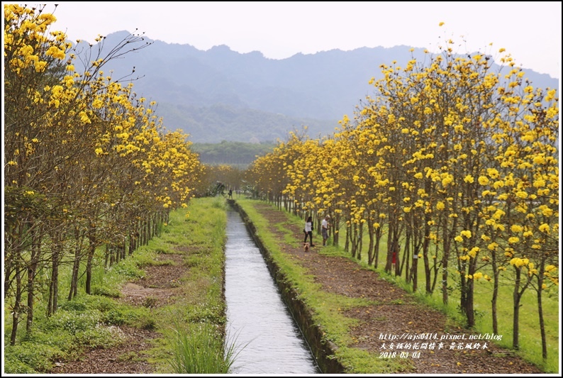 黃花風鈴木(富源國中旁水圳)-2018-03-24.jpg