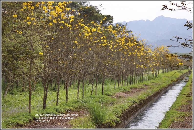 黃花風鈴木(富源國中旁水圳)-2018-03-25.jpg