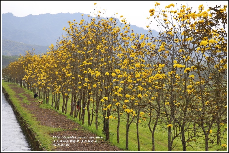 黃花風鈴木(富源國中旁水圳)-2018-03-26.jpg