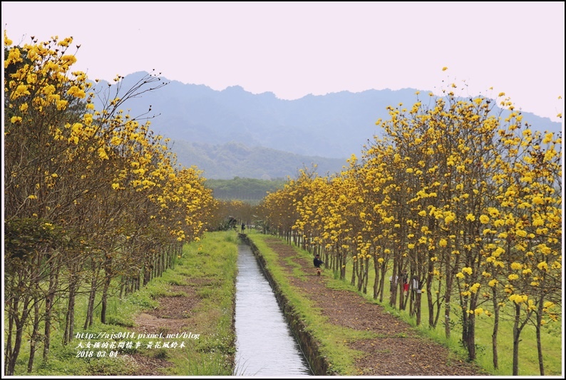 黃花風鈴木(富源國中旁水圳)-2018-03-27.jpg