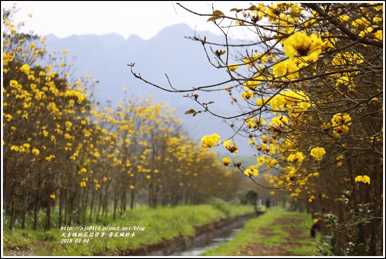 黃花風鈴木(富源國中旁水圳)-2018-03-28.jpg