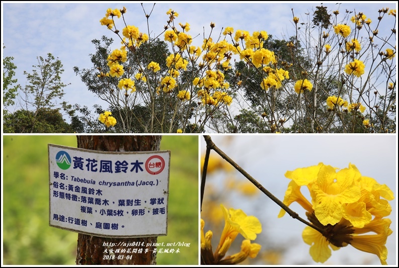 黃花風鈴木(富源國中旁水圳)-2018-03-29.jpg