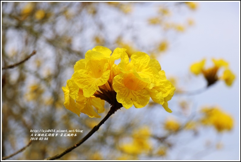 黃花風鈴木(富源國中旁水圳)-2018-03-30.jpg