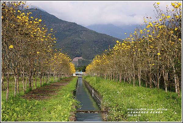 黃花風鈴木(富源國中旁水圳)-2018-03-32.jpg