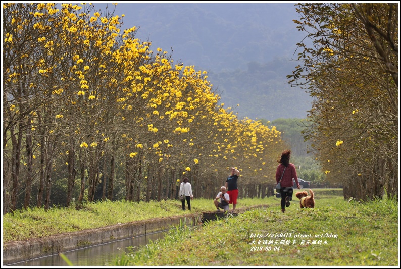 黃花風鈴木(富源國中旁水圳)-2018-03-35.jpg