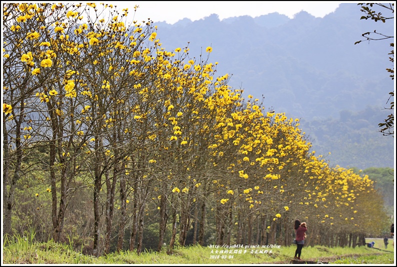 黃花風鈴木(富源國中旁水圳)-2018-03-36.jpg