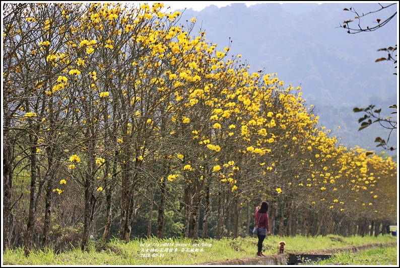 黃花風鈴木(富源國中旁水圳)-2018-03-37.jpg