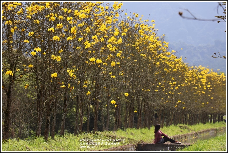 黃花風鈴木(富源國中旁水圳)-2018-03-38.jpg