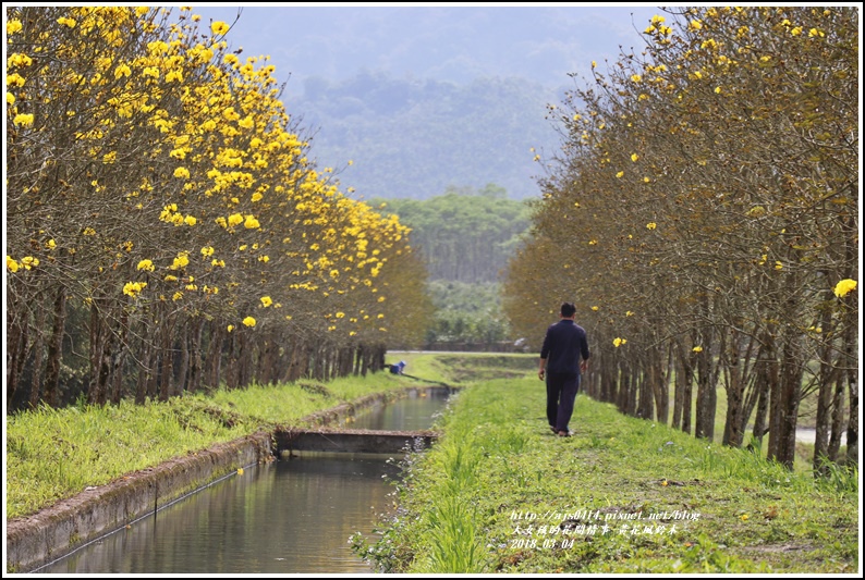 黃花風鈴木(富源國中旁水圳)-2018-03-39.jpg