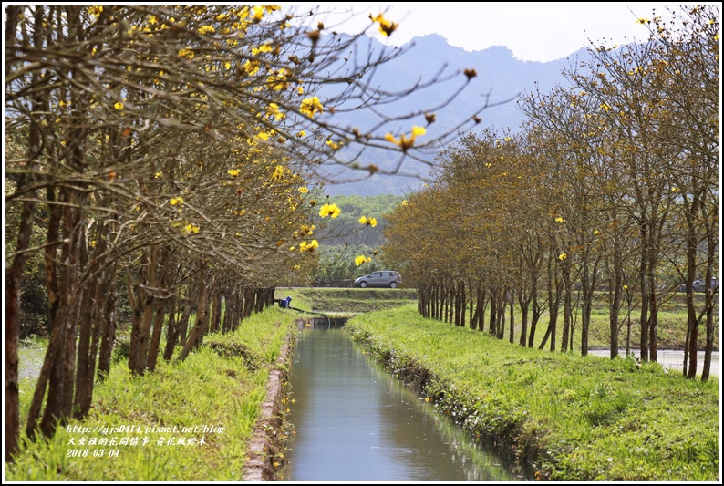 黃花風鈴木(富源國中旁水圳)-2018-03-41.jpg