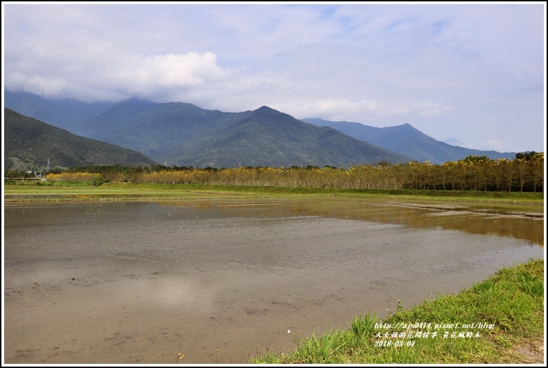 黃花風鈴木(富源國中旁水圳)-2018-03-44.jpg