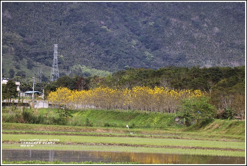 黃花風鈴木(富源國中旁水圳)-2018-03-45.jpg