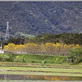 黃花風鈴木(富源國中旁水圳)-2018-03-45.jpg