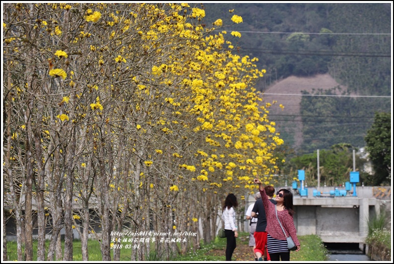 黃花風鈴木(富源國中旁水圳)-2018-03-50.jpg