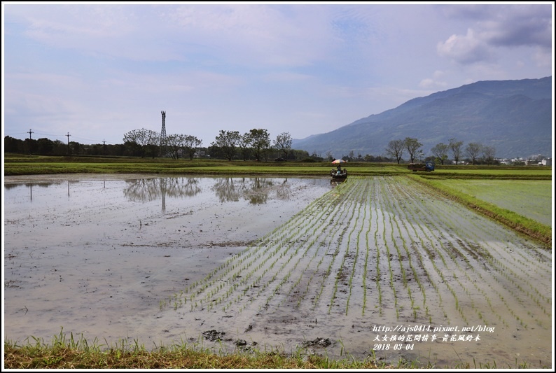 黃花風鈴木(富源國中旁水圳)-2018-03-51.jpg