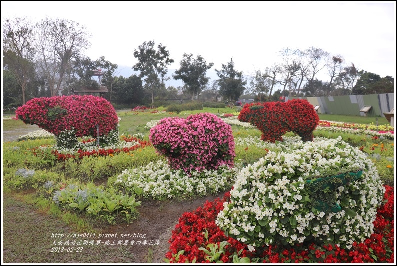 池上鄉農會四季花海-2018-02-04.jpg