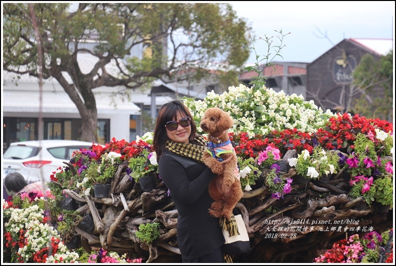 池上鄉農會四季花海-2018-02-10.jpg