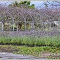 池上鄉農會四季花海-2018-02-14.jpg