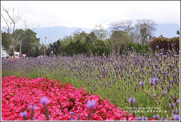 池上鄉農會四季花海-2018-02-17.jpg