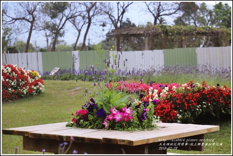 池上鄉農會四季花海-2018-02-18.jpg