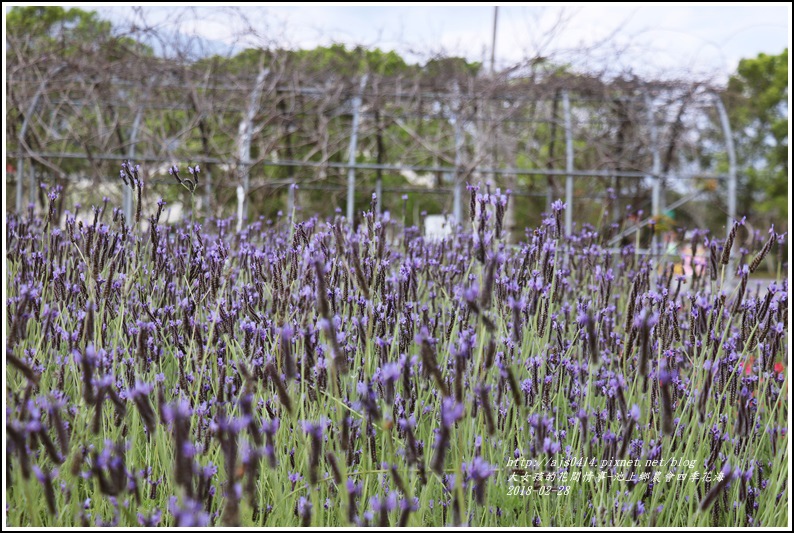 池上鄉農會四季花海-2018-02-21.jpg