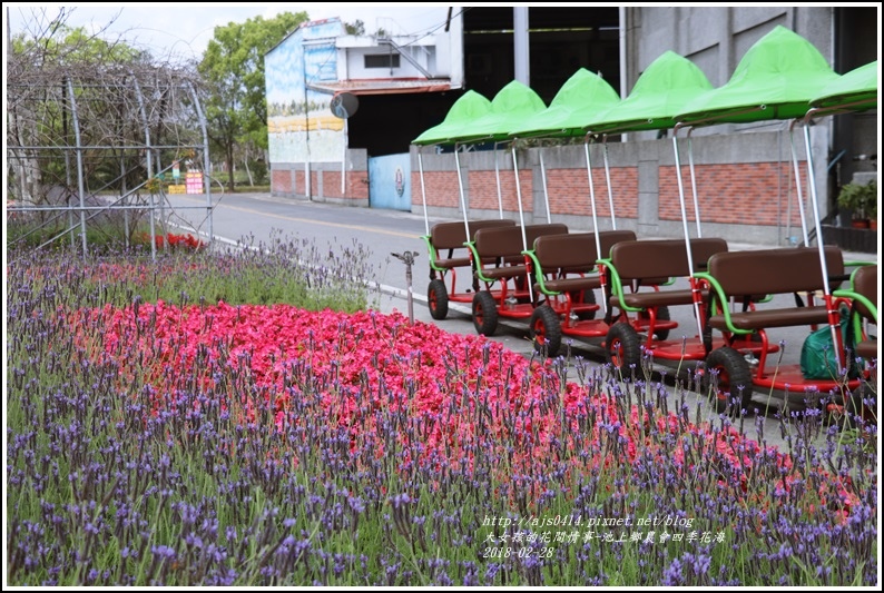 池上鄉農會四季花海-2018-02-22.jpg