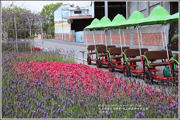 池上鄉農會四季花海-2018-02-22.jpg