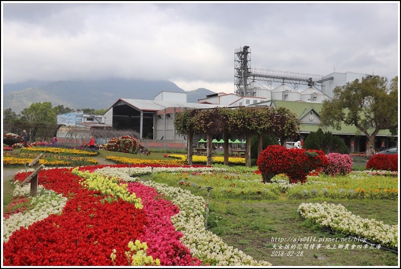 池上鄉農會四季花海-2018-02-26.jpg